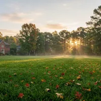 Lawn fertilizer schedule North Carolina: thick green fescue lawn at sunrise with oak trees and fallen leaves