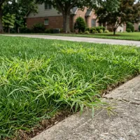 Summer weed control in NC lawn showing crabgrass invading turf edge near sidewalk