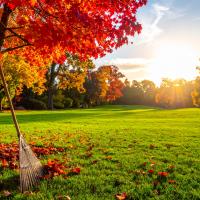 Fall lawn prep Hillsborough NC on aerated green yard with maple and oak leaves
