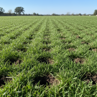 Lawn aeration in Burlington NC showing benefits like improved soil health and grass growth.