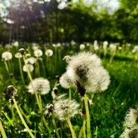 Weed control Mebane