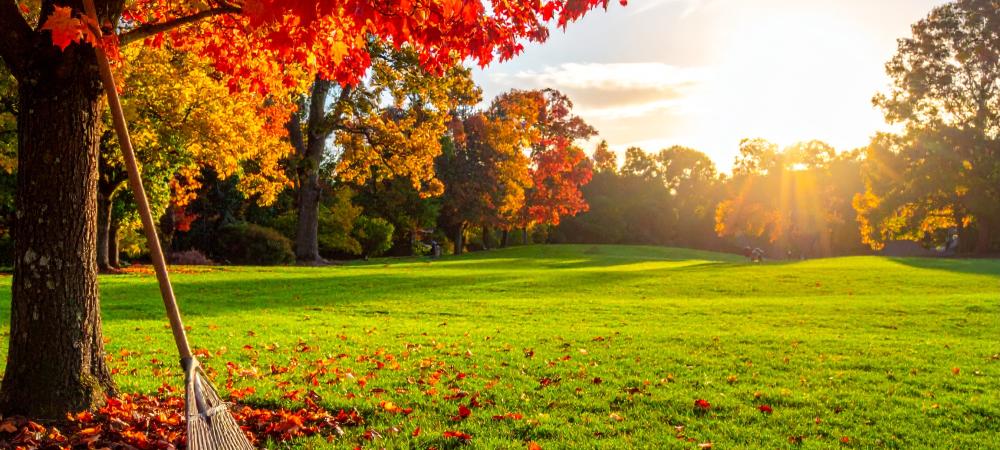 Fall lawn prep Hillsborough NC on aerated green yard with maple and oak leaves