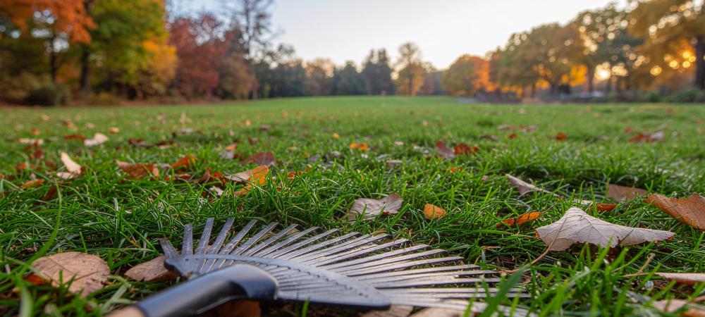 Fall lawn preparation NC with overseeding and weed control techniques
