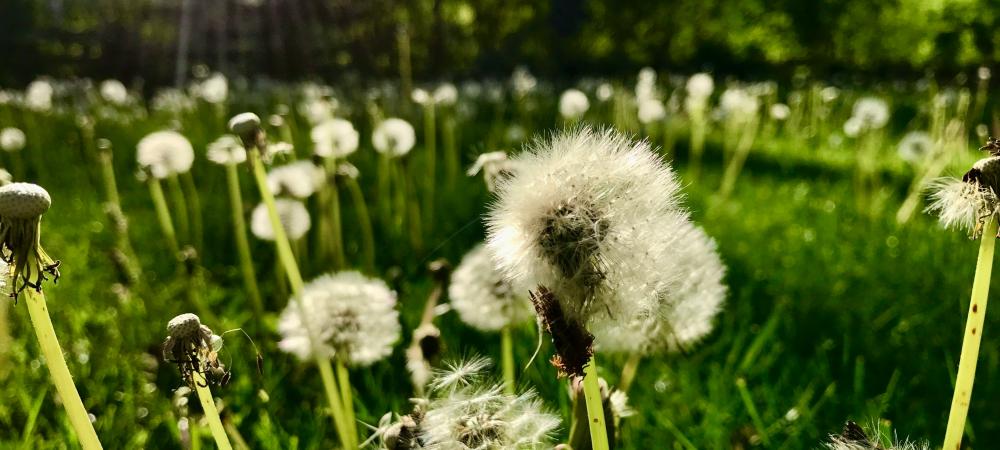 Weed control Mebane